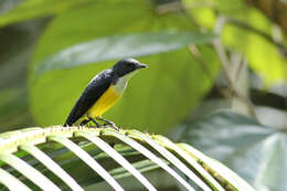 Image of Legge's Flowerpecker