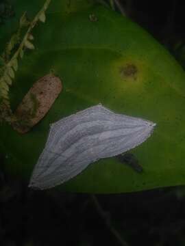 Image de Acropteris striataria Clerck