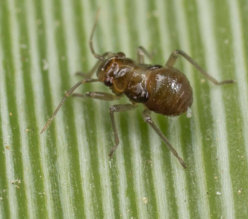 Image of Yucca Plant Bug