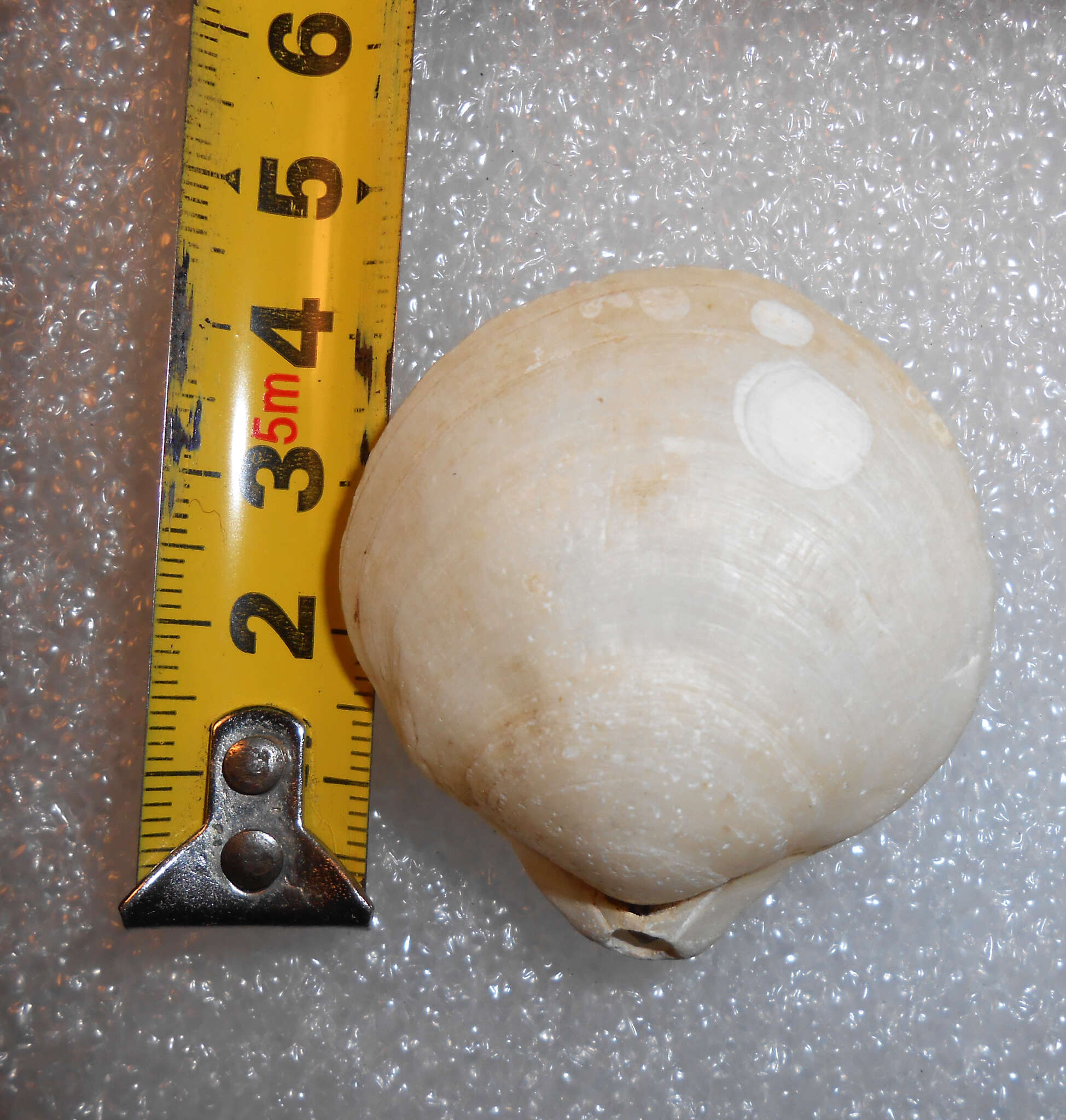 Image of large South American lampshell