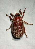 Image of Variegated June Beetle