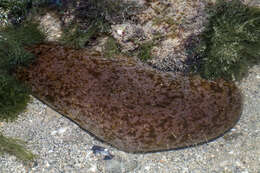 Image of Stonefish