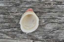 Image of white hoofsnail