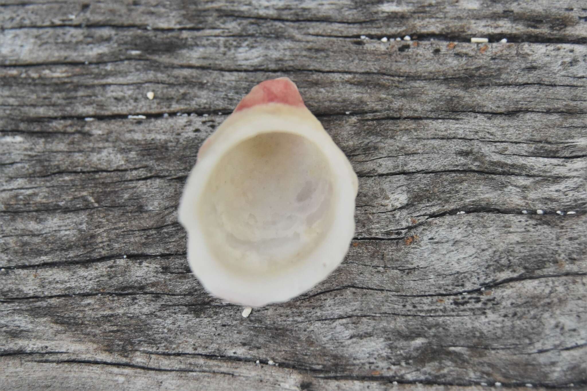 Image of white hoofsnail