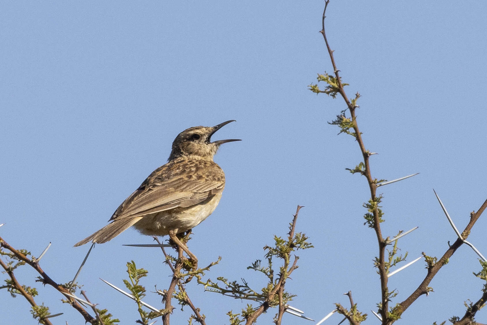 Image of Short-clawed Lark