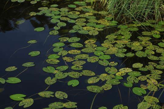 Image de Nénuphar nain