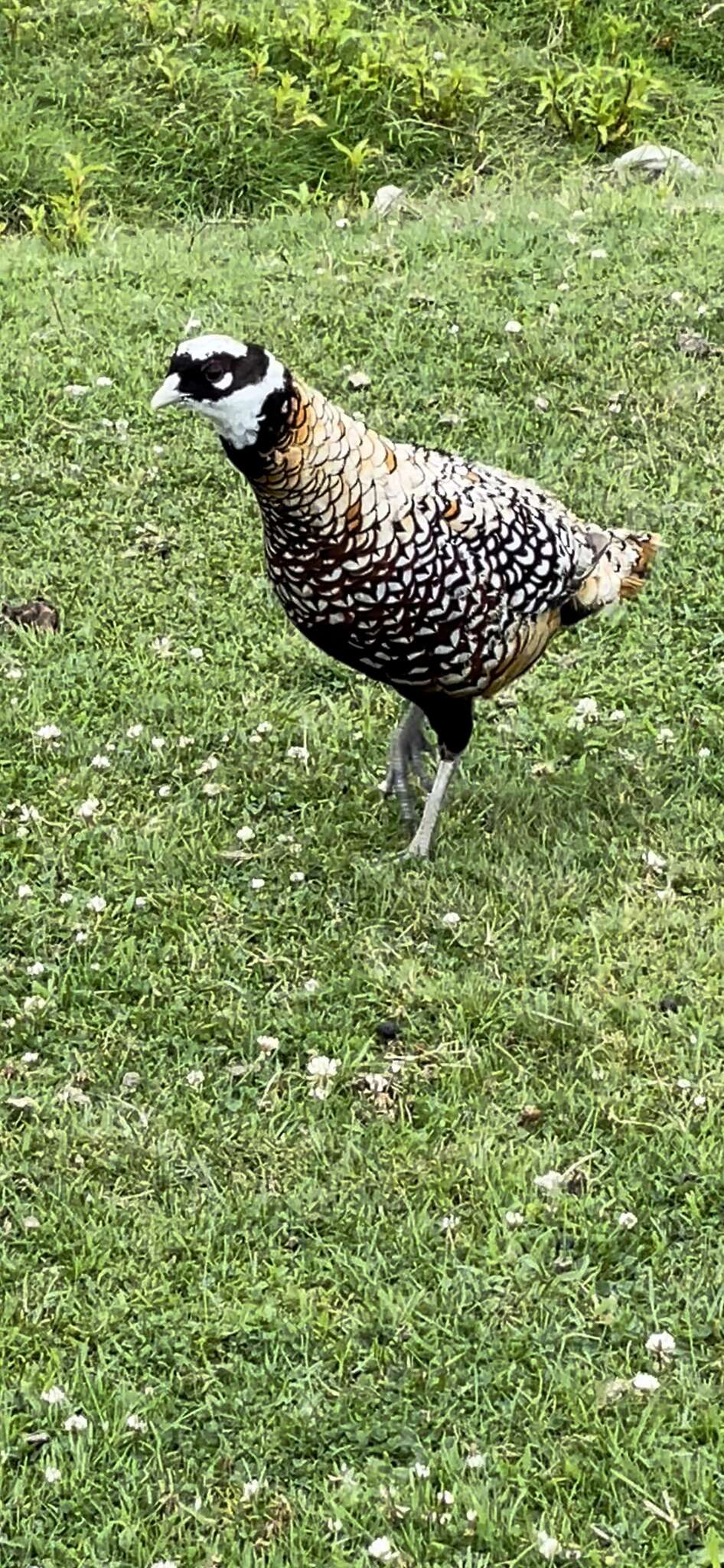 Image of Reeves's Pheasant