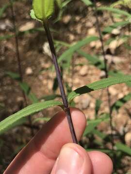 Image de Helianthus smithii C. B. Heiser