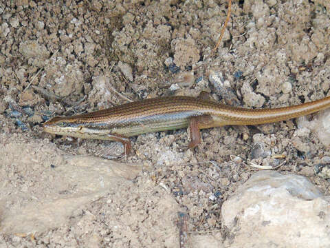 Image of Trachylepis tessellata (Anderson 1895)