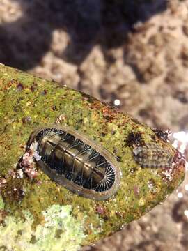 صورة Chiton albolineatus Broderip & G. B. Sowerby I 1829