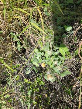 Image of woolly globemallow