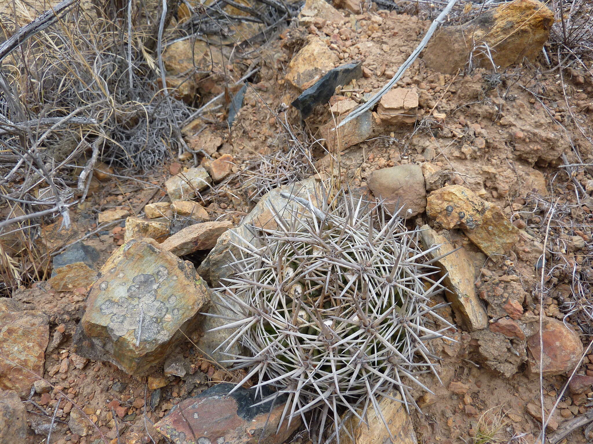 Image of Eriosyce curvispina var. mutabilis