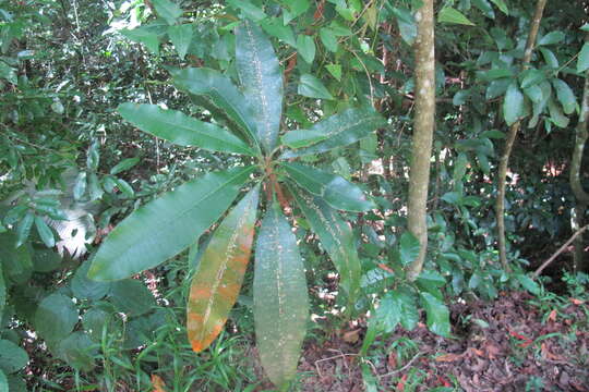 Image of Protorhus longifolia (Bernh.) Engl.