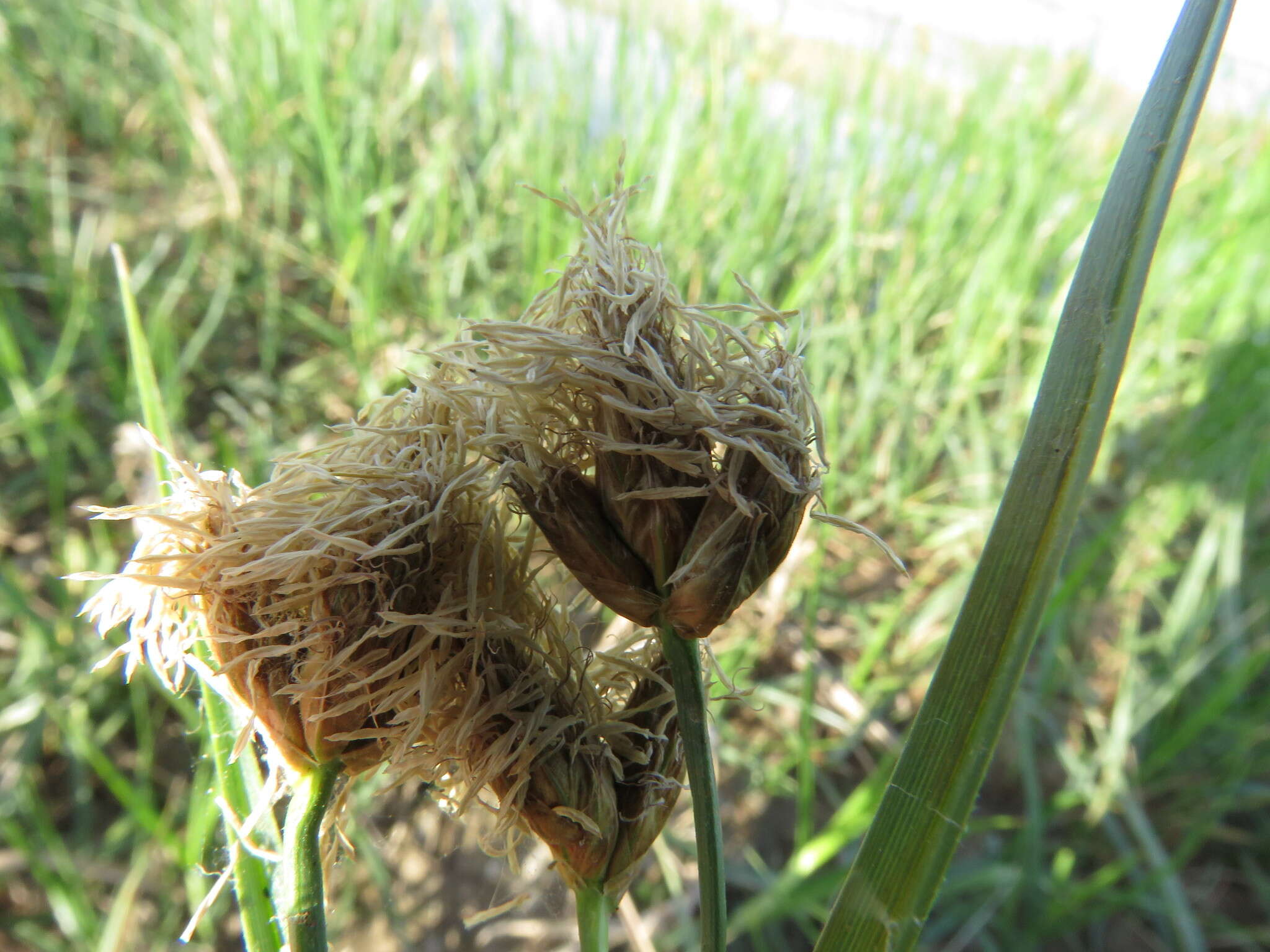 Image of cosmopolitan bulrush