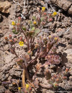 Image of Mono phacelia