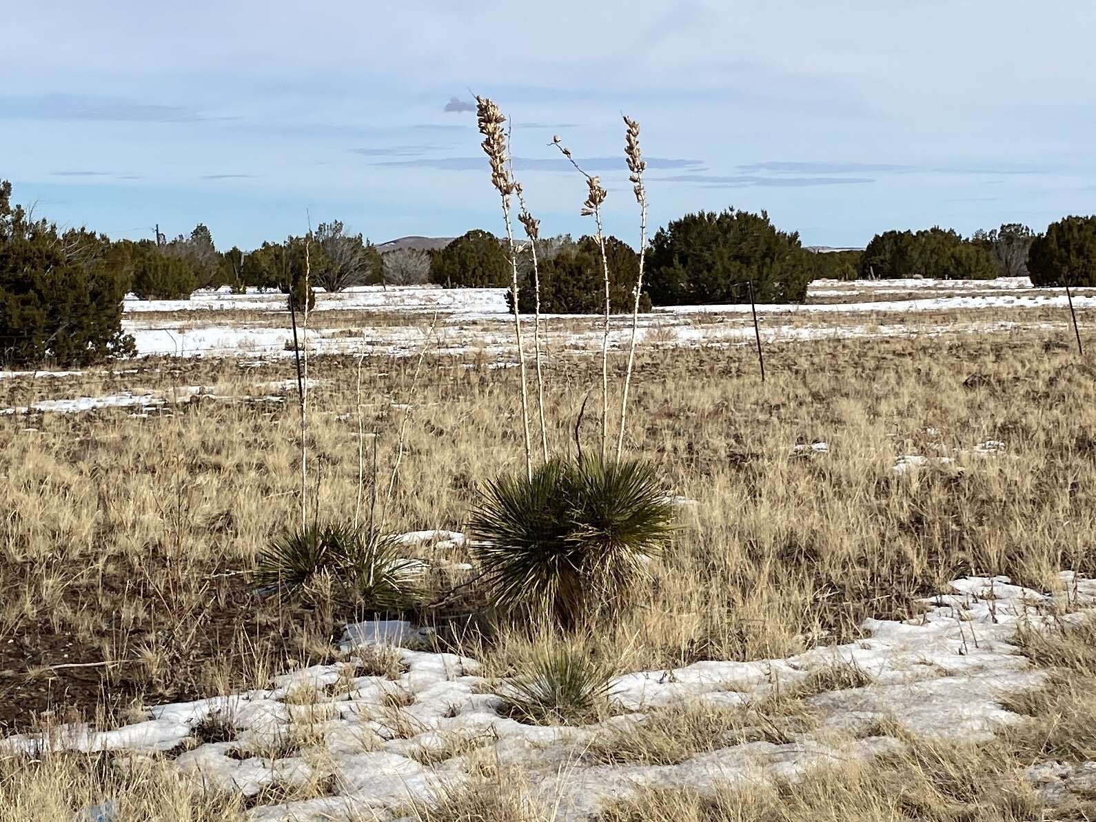 Image of Yucca elata var. verdiensis (McKelvey) Reveal