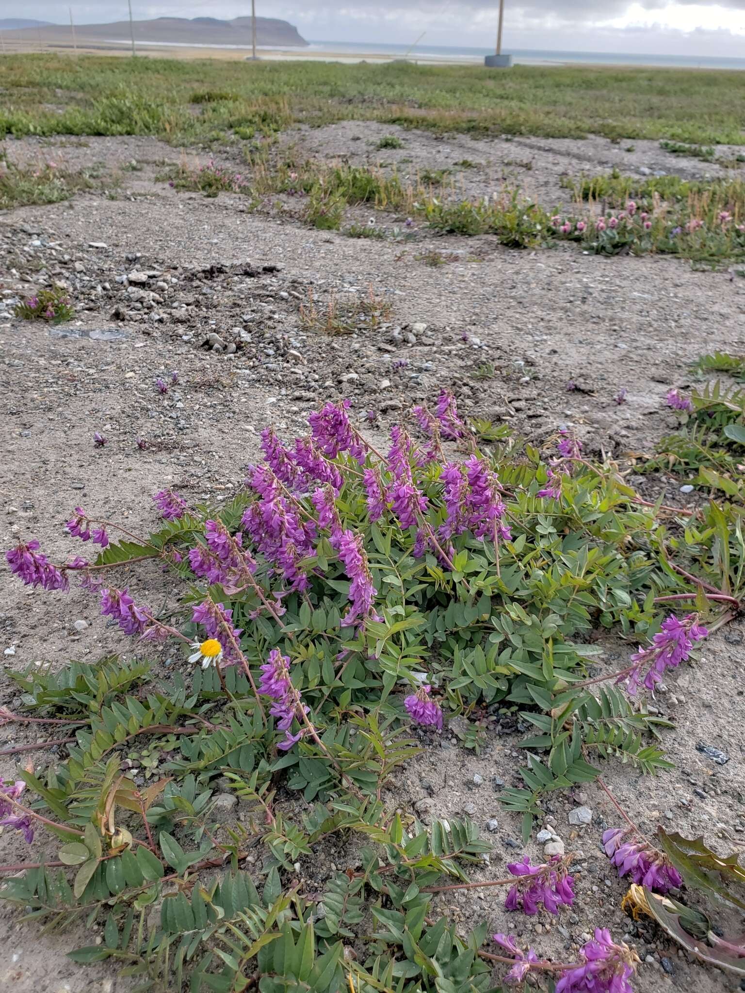 Imagem de Hedysarum alpinum L.