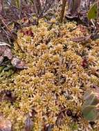 Image of papillose sphagnum