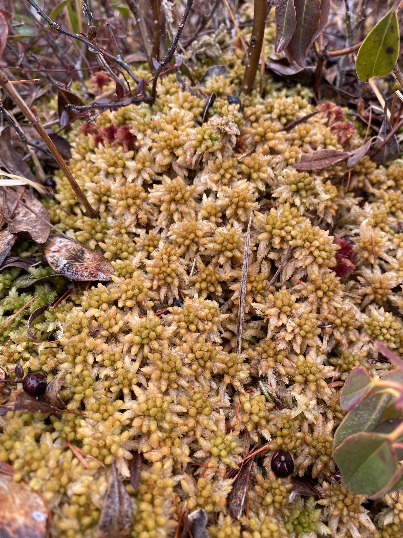 Image of papillose sphagnum