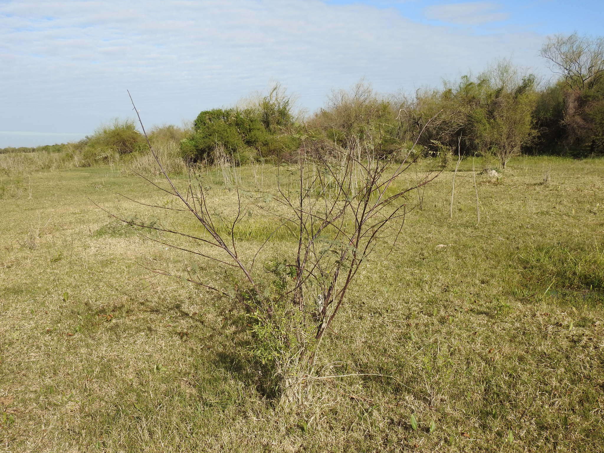 Image of wand riverhemp