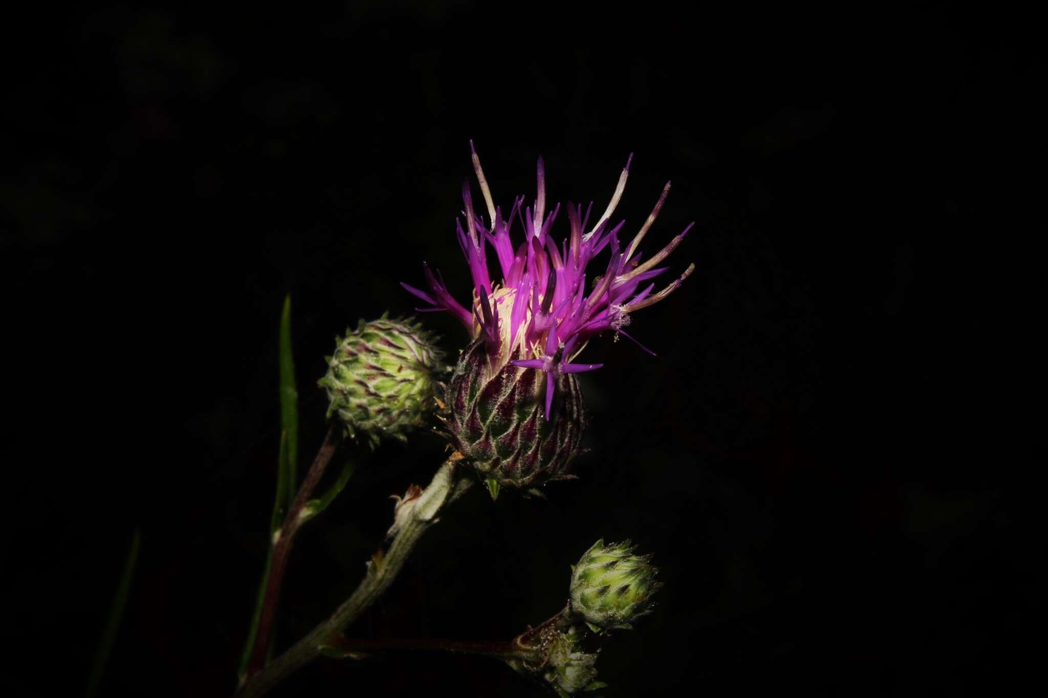 Слика од Ptilostemon chamaepeuce (L.) Less.