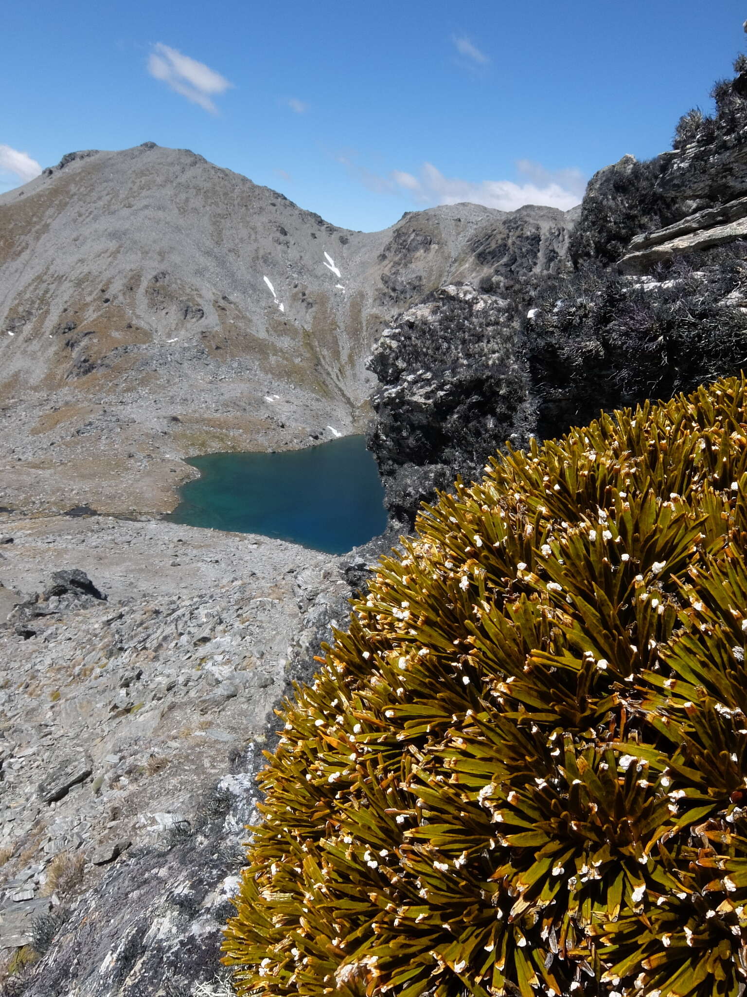 Image of Aciphylla simplex Petrie