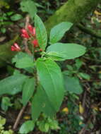 صورة Cestrum fasciculatum (Schltdl.) Miers