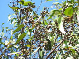 Image of Eucalyptus latisinensis K. D. Hill