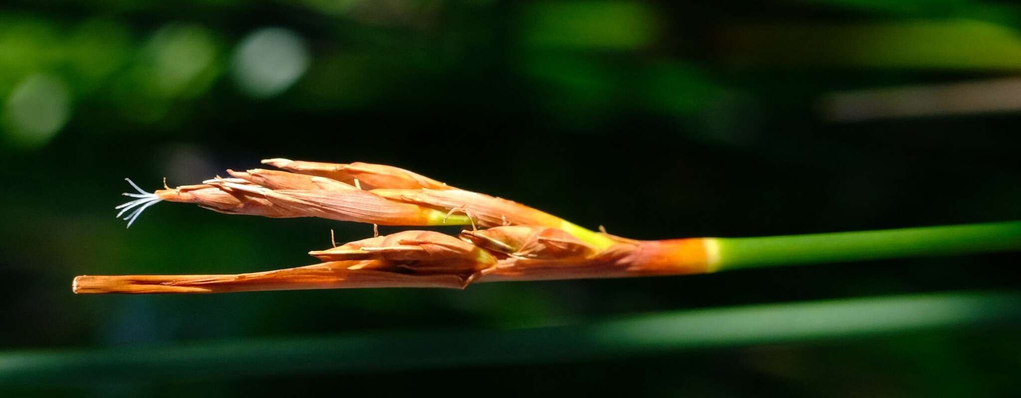 Imagem de Neesenbeckia punctoria (Vahl) Levyns