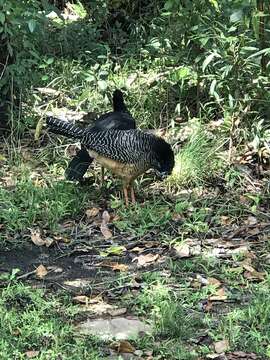 Image of Bare-faced Curassow