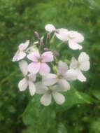 Imagem de Hesperis matronalis L.