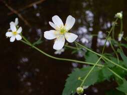 Ranunculus aconitifolius L. resmi