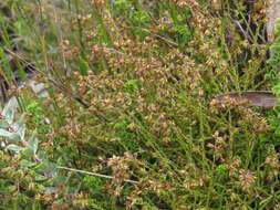 Слика од Elytropappus scaber (L. fil.) Druce