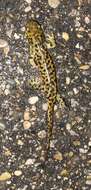 Image of Ambystoma mavortium diaboli Dunn 1940