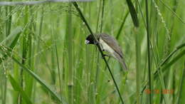 Image of Yellow-bellied Seedeater
