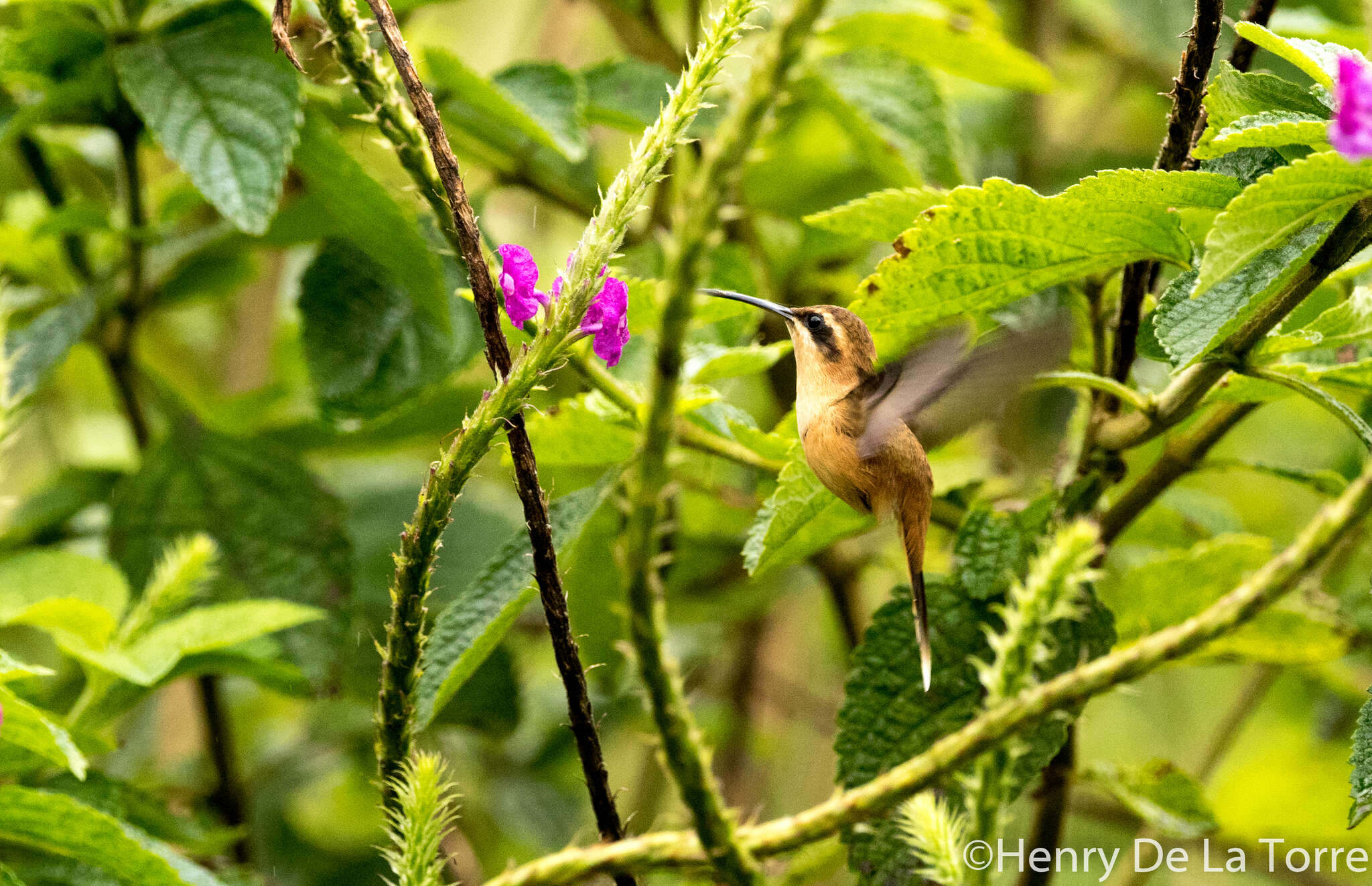 Image of Stripe-throated Hermit