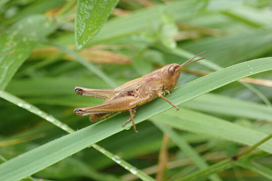 Pseudochorthippus resmi