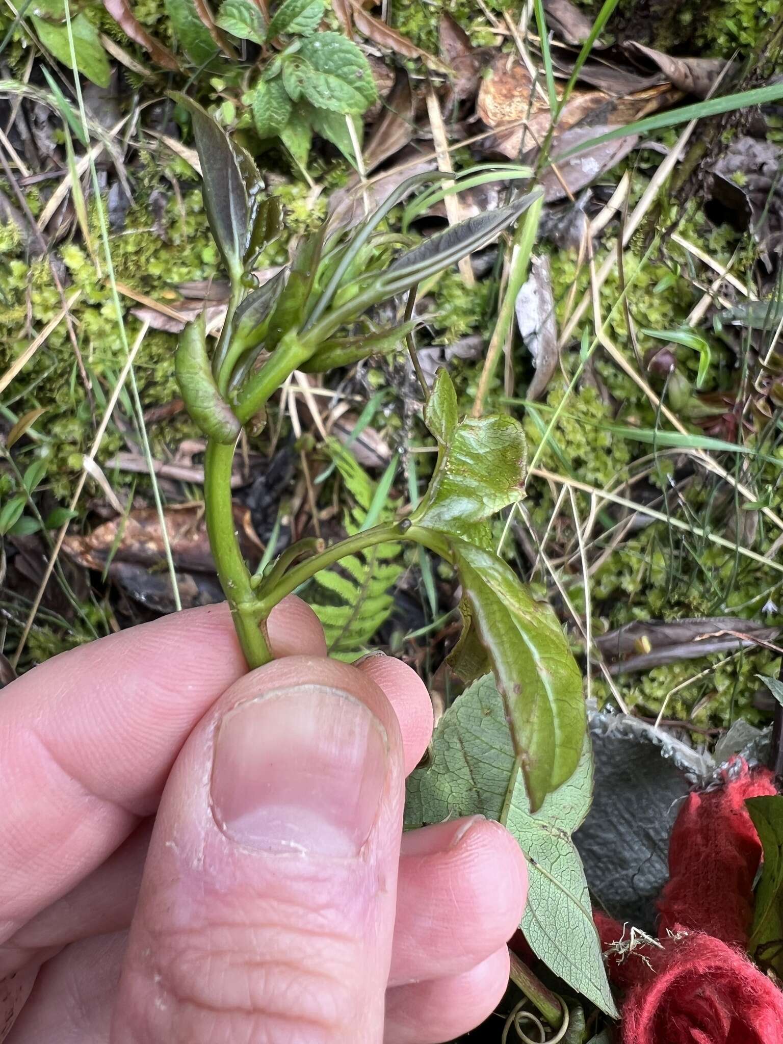 Слика од Passiflora cumbalensis var. goudotiana (Triana & Planchon) L. K. Escobar