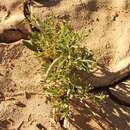 Image of Cleome amblyocarpa Barr. & Murb.