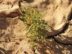 Image of Cleome amblyocarpa Barr. & Murb.