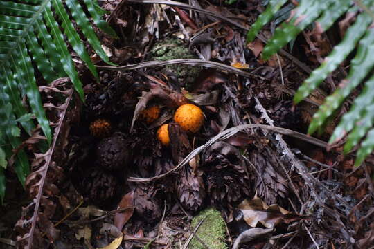 Image of Hachettea austrocaledonica Baill.