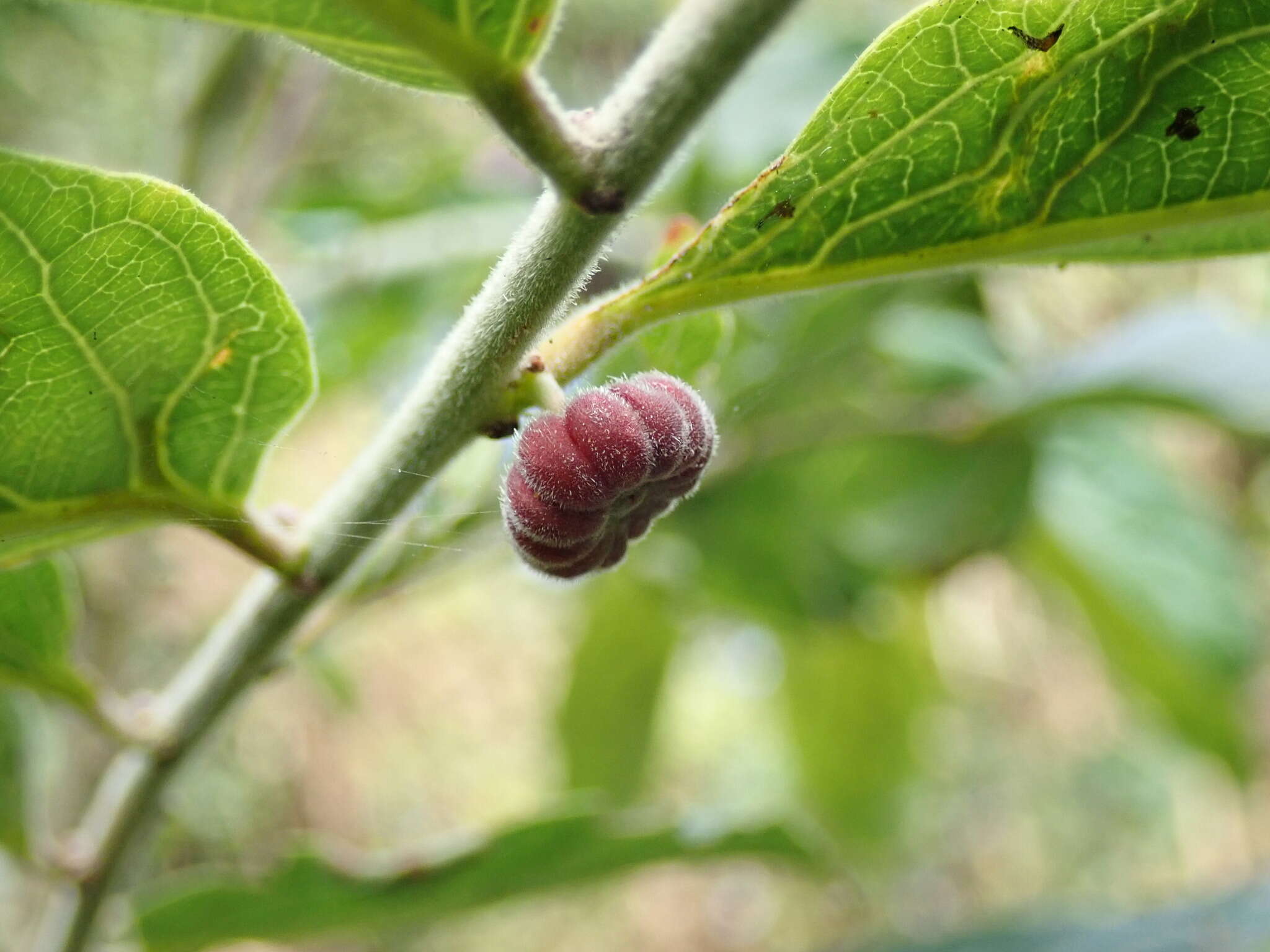 Слика од Glochidion philippicum (Cav.) C. B. Rob.