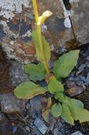 Image of Doronicum oblongifolium A. DC.