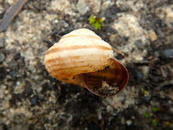 Image of Maritime gardensnail