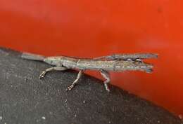 Image of Spalacopsis