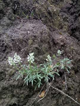 Image of Reseda duriaeana J. Gay