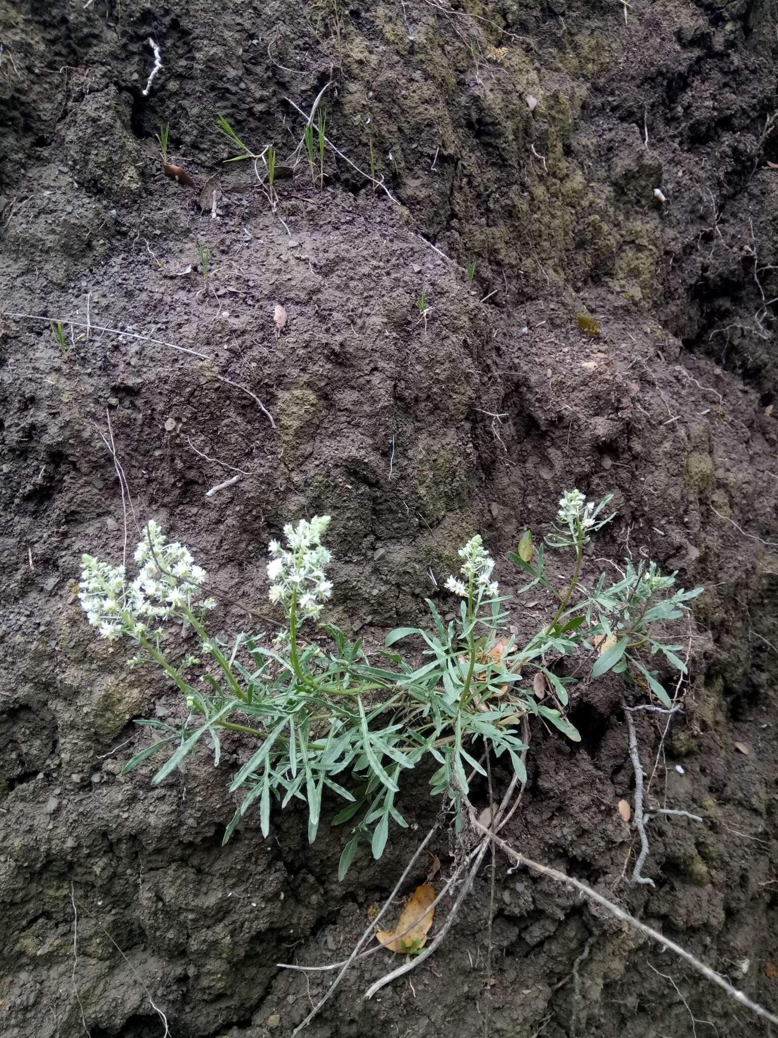 Image of Reseda duriaeana J. Gay