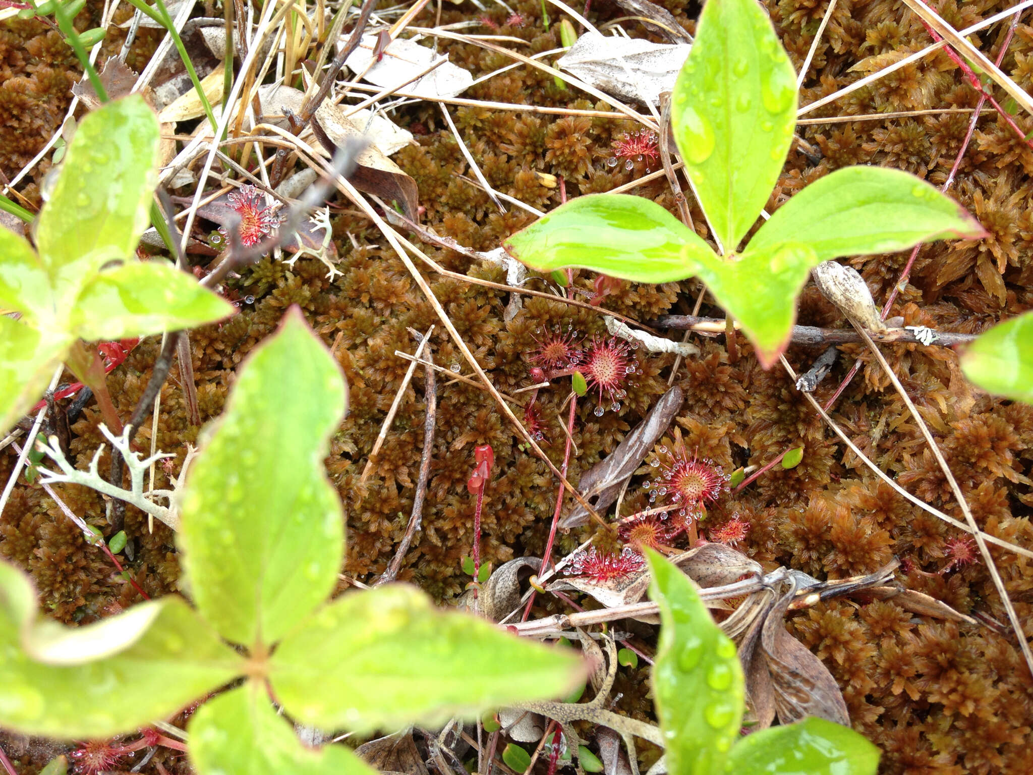 Image of Common Sundew