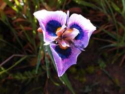 Image of Moraea villosa subsp. villosa