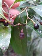 Image of Damburneya coriacea (Sw.) Trofimov & Rohwer